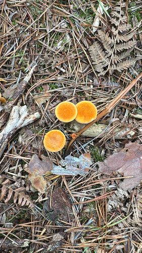 喇叭菌(灰喇叭)(Craterellus sinucosus) 真实照片 · 拍摄者:periurbanpaws