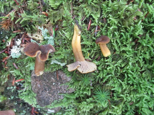小黑喇叭菌(Craterellus sp.) 真实照片 · 拍摄者:davew1061
