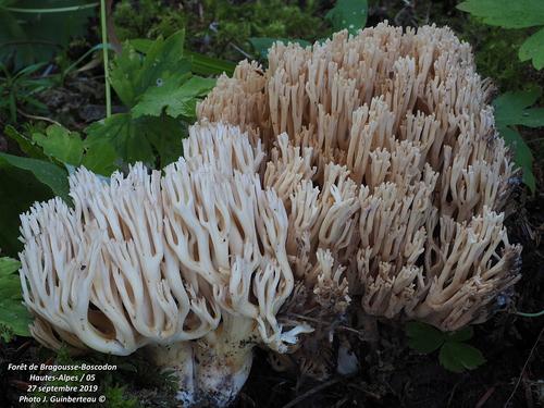 淡红枝瑚菌(Ramaria pallida) 真实照片 · 拍摄者:jguinberteau