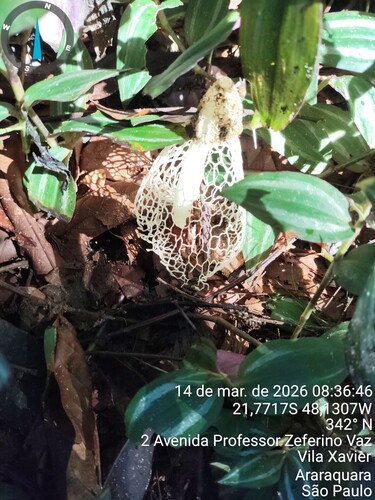 长裙竹荪(Dictyophora indusiata) 真实照片 · 拍摄者:brunoletice