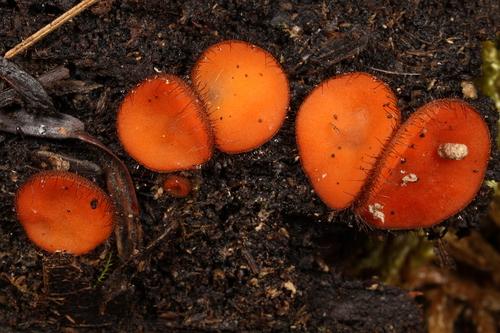 橙红二头孢盘菌(Scutellinia sp.) 真实照片 · 拍摄者:johnplischke