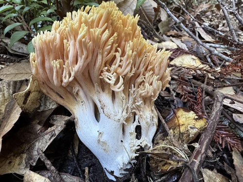 丁香枝瑚菌(Ramaria sp.) 真实照片 · 拍摄者:joshwalker