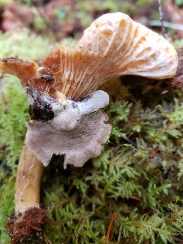 寄生粉褶蕈(Entoloma parasiticum) 真实照片 · 拍摄者:jschaefer