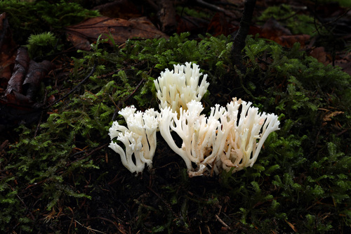 洱源丛枝瑚菌(Ramaria eryuanensis) 真实照片 · 拍摄者:drdick98229