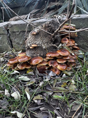 冬菌(Flammulina velutipes) 真实照片 · 拍摄者:lucifanti