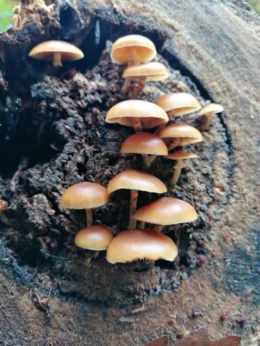 纹缘盔孢伞(Galerina marginata) 真实照片 · 拍摄者:csaszarne_erdelyi_katalin