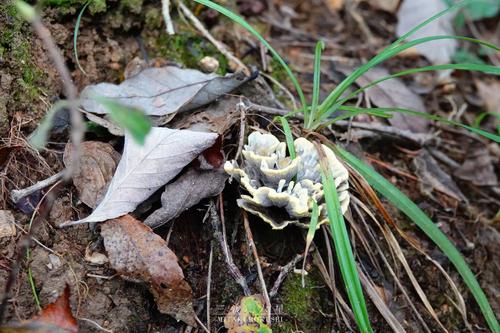 干巴菌(Thelephora ganbajun) 真实照片 · 拍摄者:mitakirokusei