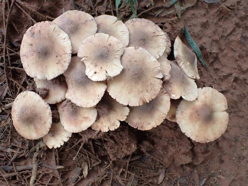 青鸡枞(Termitomyces clypeatus) 真实照片 · 拍摄者:lizziepop