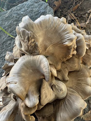 多叶奇果菌(Grifola frondosa) 真实照片 · 拍摄者:sarah_murphy