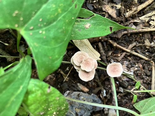 双型裸脚伞(Gymnopus biformis) 真实照片 · 拍摄者:banananamekuji
