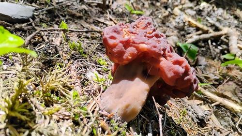 大鹿花菌(Gyromitra esculenta) 真实照片 · 拍摄者:theodoraouellet