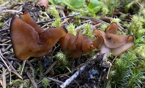 赭鹿花菌(Gyromitra infula) 真实照片 · 拍摄者:drifting_biospheres