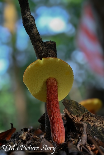 高脚葱(Heimioporus japonicus) 真实照片 · 拍摄者:yokemoyliew