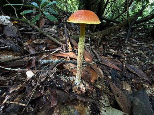 近网孢牛肝菌(Heimioporus proximus) 真实照片 · 拍摄者:headxcase