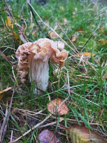 皱柄白马鞍菌(Helvella crispa) 真实照片 · 拍摄者:gemeiner_waldschrat