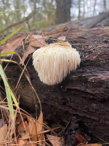 雪莲花菌(Hericium erinaceus) 真实照片 · 拍摄者:benpayne