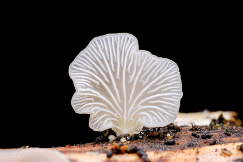 二孢拟奥德蘑(Hohenbuehelia reniformis) 真实照片 · 拍摄者:chofungi