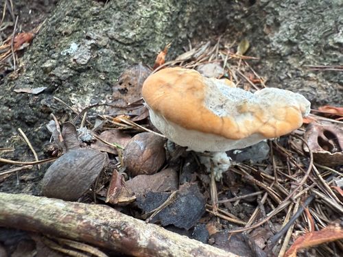 红缘拟层孔菌(Fomitopsis sp.) 真实照片 · 拍摄者:brookelinastone