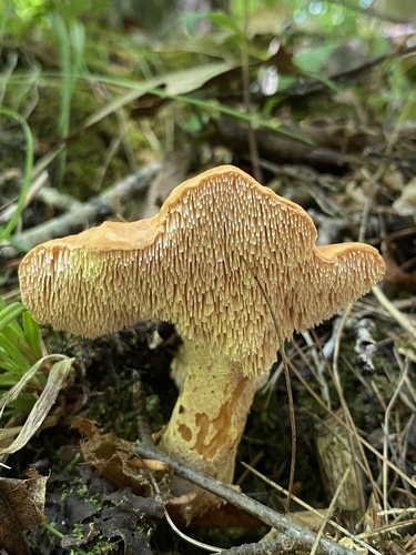 红齿菌(Hydnum rufescens) 真实照片 · 拍摄者:myco_mama_vt