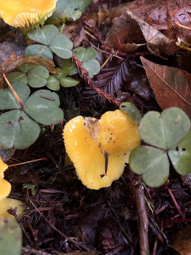橙黄蜡蘑(Hygrocybe aurantiosplendens) 真实照片 · 拍摄者:nahellyjelly