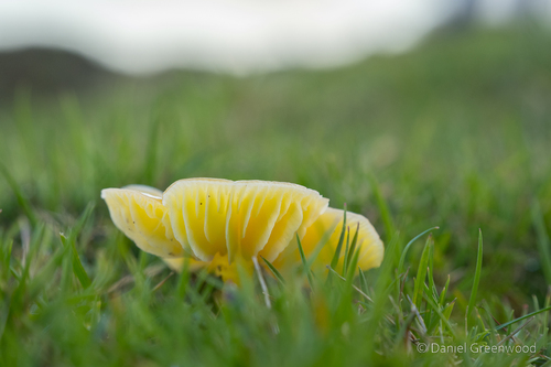 黄赖头(Hygrocybe chlorophana) 真实照片 · 拍摄者:djgwild