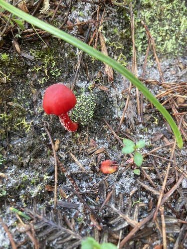 小红蜡蘑(Hygrocybe miniata) 真实照片 · 拍摄者:kg1962