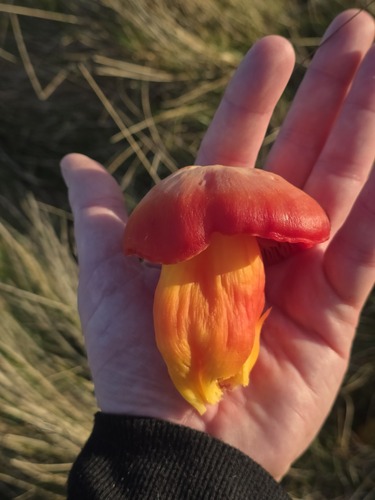 粗壮蜡伞(Hygrocybe sp.) 真实照片 · 拍摄者:tsunami---