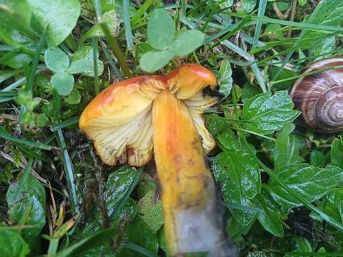 酒色蜡蘑(Hygrocybe vinosa) 真实照片 · 拍摄者:anacojocariu