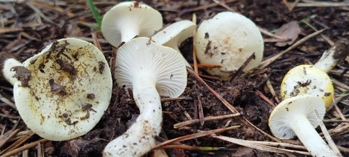 金齿蘑(Hygrophorus chrysodon) 真实照片 · 拍摄者:isabelmaria3