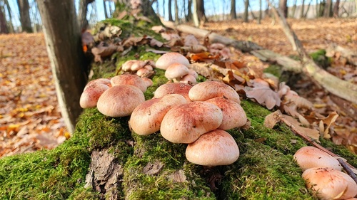 砖红垂幕菇(Hypholoma lateritium) 真实照片 · 拍摄者:marioo455