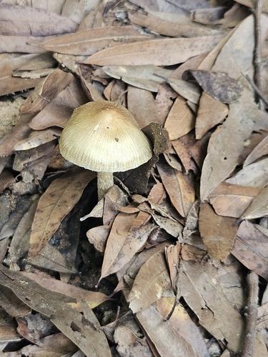 近开裂丝盖伞(Inocybe rimosa) 真实照片 · 拍摄者:mybrokenxj