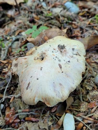 变红丝盖伞(Inocybe erubescens) 真实照片 · 拍摄者:naturezoom
