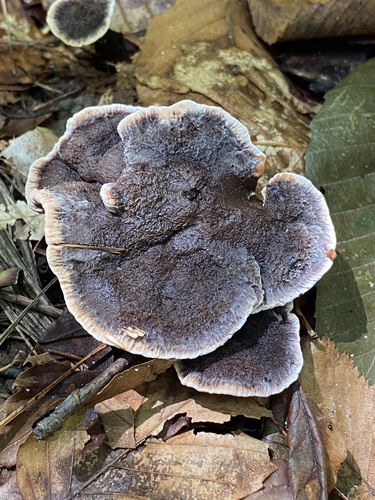 卷缘齿菌(Hydnum sp.) 真实照片 · 拍摄者:myco_mama_vt
