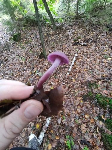 紫晶蘑(Laccaria amethystea) 真实照片 · 拍摄者:raffall96