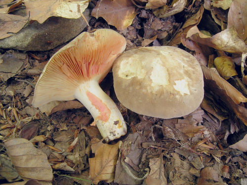 尖顶乳菇(Lactarius acris) 真实照片 · 拍摄者:luisballester