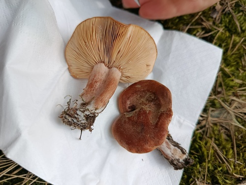 红汁乳菇(Lactarius rufus) 真实照片 · 拍摄者:laurasanchezjimenez