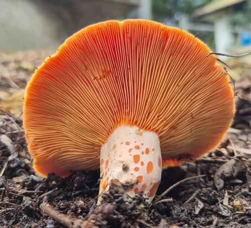 奶浆菌(Lactarius deliciosus) 真实照片 · 拍摄者:chaoticmorel