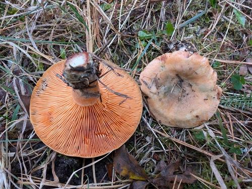 血红乳菇(Lactarius deterrimus) 真实照片 · 拍摄者:fanniericard