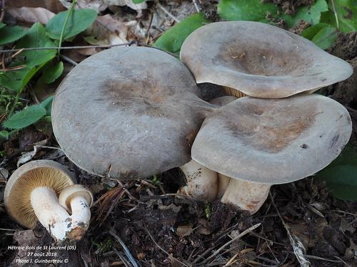 烟色乳菇(Lactarius fuliginosus) 真实照片 · 拍摄者:jguinberteau