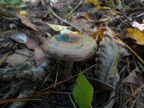 细褶奶浆菌(Lactarius hatsudake) 真实照片 · 拍摄者:sheng_long