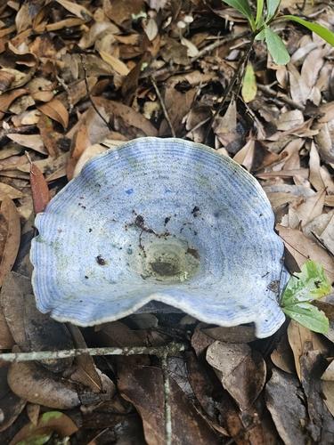 紫红菇(Lactarius indigo) 真实照片 · 拍摄者:adam95924