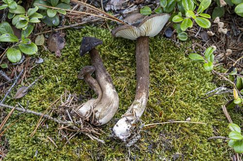 黑乳菇(Lactarius lignyotus) 真实照片 · 拍摄者:myc0gio