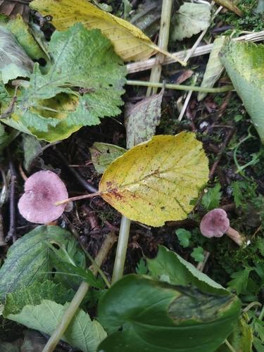 褐紫多汁乳菇(Lactarius lilacinus) 真实照片 · 拍摄者:mikkoal