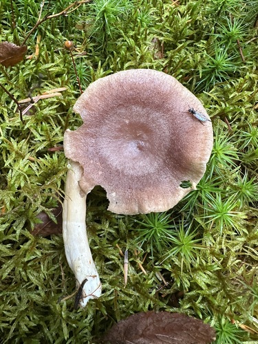 乳突乳菇(Lactarius mammosus) 真实照片 · 拍摄者:annabelleinvermont