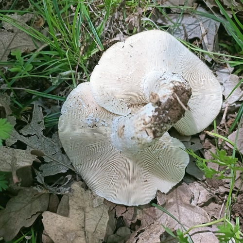 辣菌(Lactarius piperatus) 真实照片 · 拍摄者:jorge-prieto