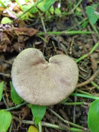火乳菇(Lactarius pyrogalus) 真实照片 · 拍摄者:rebecagalicia