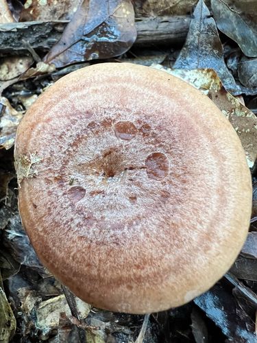 安静乳菇(Lactarius quietus) 真实照片 · 拍摄者:magicalmycology