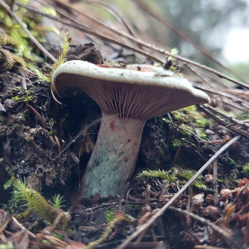 松毛菌(Lactarius sanguifluus) 真实照片 · 拍摄者:jirikocian
