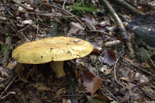 窝柄黄乳菇(Lactarius scrobiculatus) 真实照片 · 拍摄者:artificial-strawberry-jam