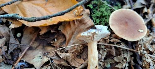 微甜乳菇(Lactarius subdulcis) 真实照片 · 拍摄者:yannah_dru